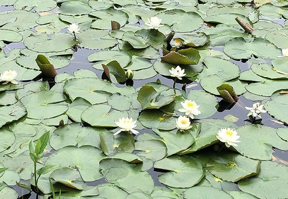 WATER LILY　睡蓮の花を織りあげた服